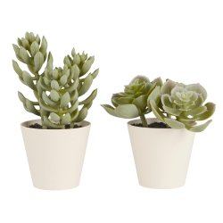 Sukkulent i potte sedum og echeveria