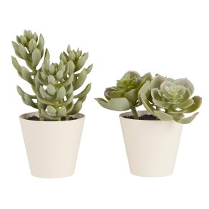 Sukkulent i potte sedum og echeveria