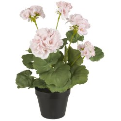 Pelargonie med rosa blomster