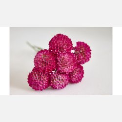 Silkebl. Dahlia 7/Bdt. H:27 cm Fuchsia