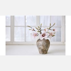 Silkeblomst, Magnoliagren