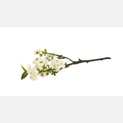 Silkeblomst Kirsebrgren L:50 cm Hvid