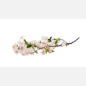 Silkebl. Kirsebrgren L:90 cm Pink