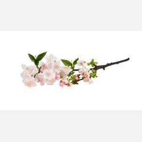 Silkeblomst Kirsebrgren L:50 cm Pink