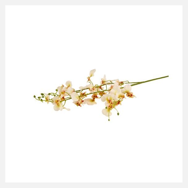 Silkebl. Orkidee gren, Cream/Gul