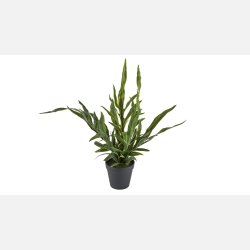 Silkeplomst potteplante Fern gr�n