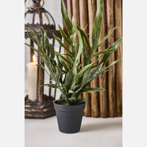 La Vida, gr�n potteplante Fern