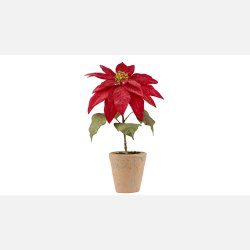 Silkeplante Julestjerne R�d. Cement pot