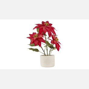  Silkeplante julestjerne 3 Grenet