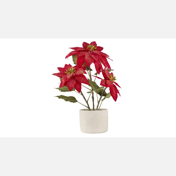  Silkeplante julestjerne 3 Grenet