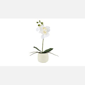 La Vida, Silkeblomst 1 gren Orkidee 36x13 cm Hvid. i Cement pot