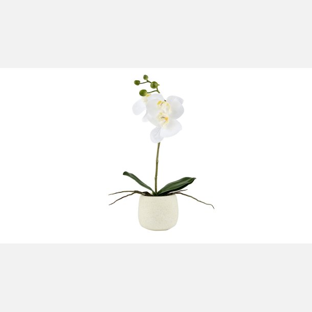 La Vida, Silkeblomst 1 gren Orkidee 36x13 cm Hvid. i Cement pot