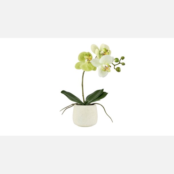 Silkeplante Orkidee 36x13 cm Lime. Cement pot