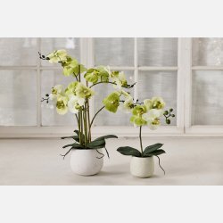 Silkeplante Orkidee 36x13 cm Lime. Cement pot