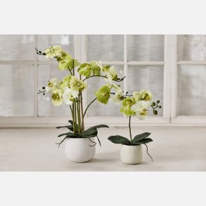 Silkeplante Orkidee 36x13 cm Lime. Cement pot