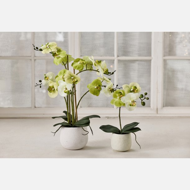 Silkeplante Orkidee 36x13 cm Lime. Cement pot