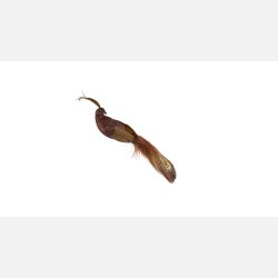 2Have,  P�fugl 16 cm Brun