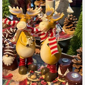 Rensdyr med halst�rkl�de, s�t