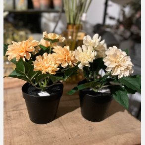Dahlia m/5 blomster i potte