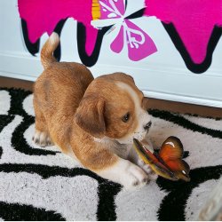 Hund, brun med sommerfugl