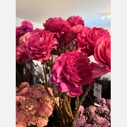 Blomst stilk sola, stor rosa