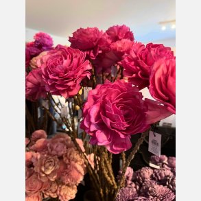 Blomst stilk sola, stor rosa