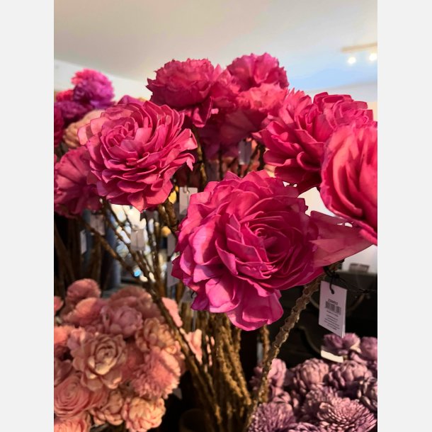 Blomst stilk sola, stor rosa