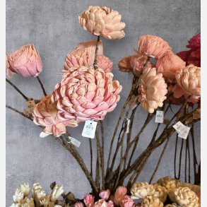 Blomst stilk sola, stor lyserd