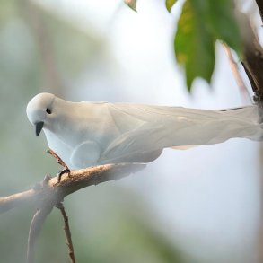 Deko fugl, hvid, m. clips