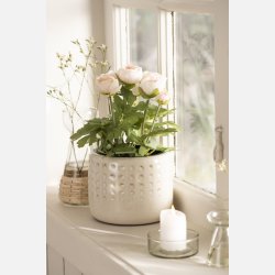 Ranunkel i potte ferskenfarvet