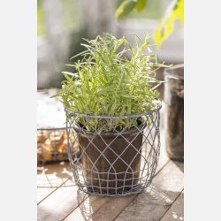 Skjuler Halfdan konisk mocca koldmalet,  13 cm