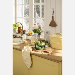 Pelargonie med rosa blomster