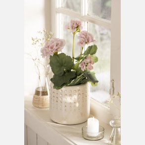 Pelargonie med rosa blomster