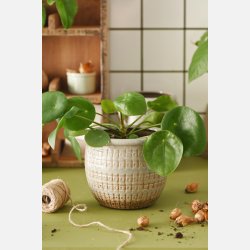 Skjuler Frej m/kant tern og prikker