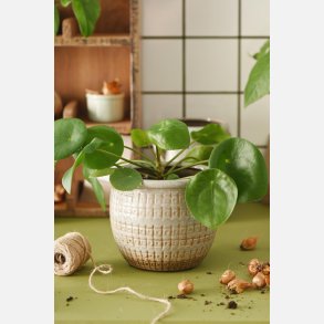 Skjuler Frej m/kant tern og prikker