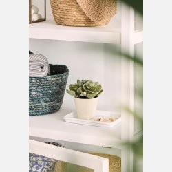 Sukkulent i potte sedum og echeveria