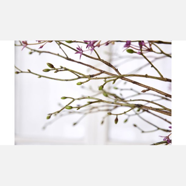 Silkeblomst gren, for�r, lilla