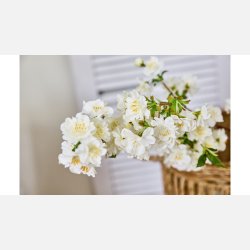 Silkeblomst Kirsebrgren L:50 cm Hvid