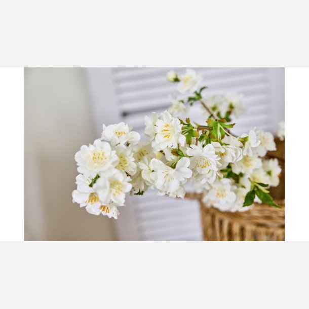 Silkeblomst Kirsebrgren L:50 cm Hvid