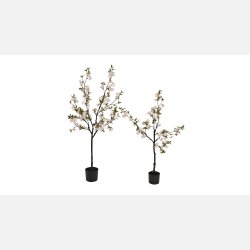 Silkeblomst Kirseb�rtr�, lyser�d