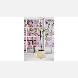 Silkeblomst Kirseb�rtr�, lyser�d