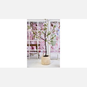 Silkeblomst Kirseb�rtr�, lyser�d