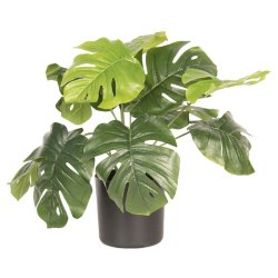 Clayre&eff, gr�n potteplante, monstea