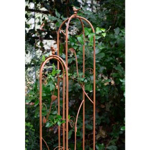 Fuzzy Espalier, rust, 