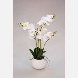  Silkebl. Orkidee/Potte, 5 grene Hvid
