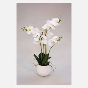  Silkebl. Orkidee/Potte, 5 grene Hvid