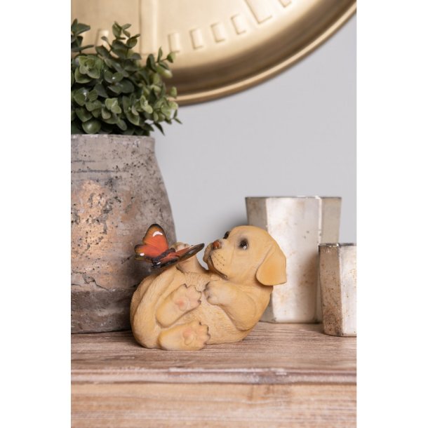 Hund liggende p� ryggen gul, med sommerfugl