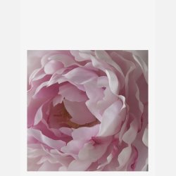 PON BLOMST STVET LYSERD