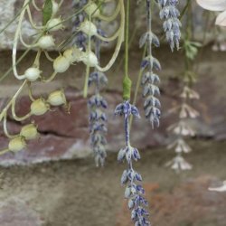 STILK / BLOMST LAVENDEL NUANCER