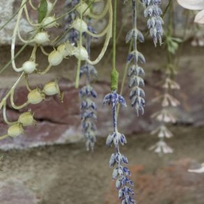 STILK / BLOMST LAVENDEL NUANCER